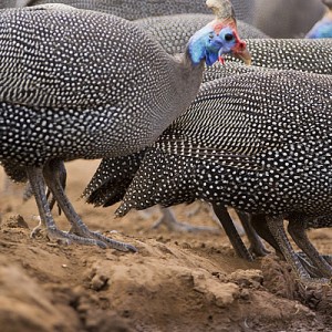 Guinea Fowl Photo