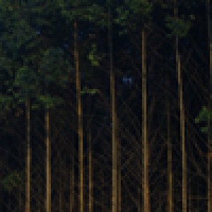 Going Africa Conferencing | Agricultural Conference Planners - Forestry
