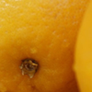 Going Africa Conferencing | Agricultural Conference Planners - Citrus Farming