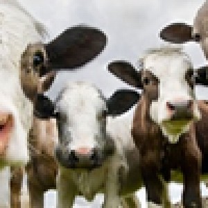 Going Africa Conferencing | Agricultural Conference Planners - Livestock Farmers