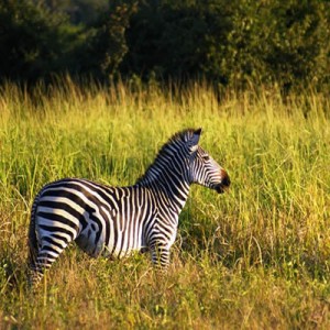 Zebra